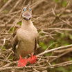 Red-footed Booby